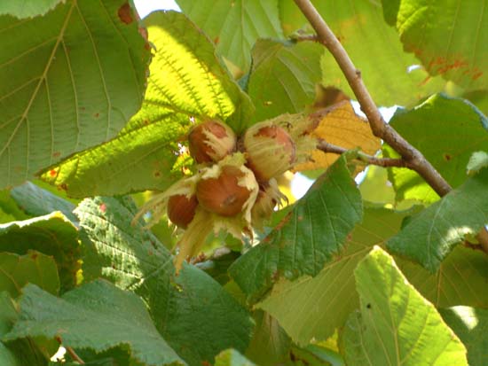  Image name: nocciolo4.jpg 
 width: 550 pixel 
 height: 413 pixel 
 Size: 42144 bytes 
 Click to enlarge 